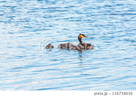 The waterfowl bird, great crested grebe with chick, swimming in the lake. The waterfowl bird, great crested grebe with chick, swimming in the lake. 116738030