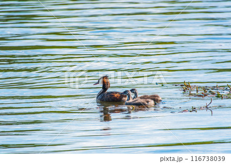 The waterfowl bird, great crested grebe with chick, swimming in the lake. 116738039