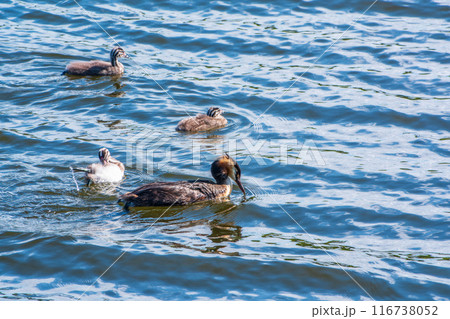The waterfowl bird, great crested grebe with chick, swimming in the lake. The waterfowl bird, great crested grebe with chick, swimming in the lake. 116738052
