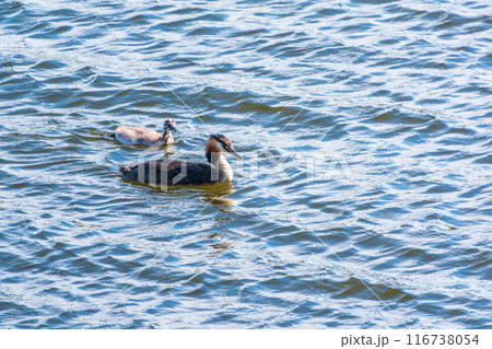 The waterfowl bird, great crested grebe with chick, swimming in the lake. The waterfowl bird, great crested grebe with chick, swimming in the lake. 116738054