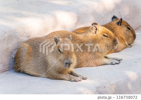 Three capybara in the park 116738072