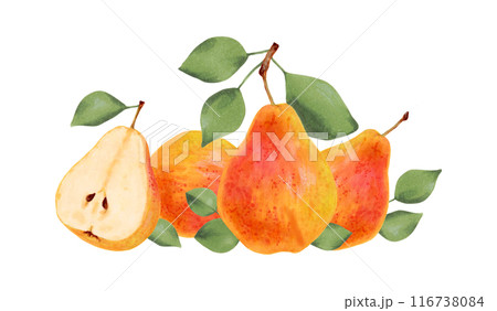 Composition of yellow pears with leaves. Botanical watercolor, marker illustration. Organic food sketch. Hand drawn isolated art. Pictures of healthy fruits from the tree for juice design, menu. 116738084