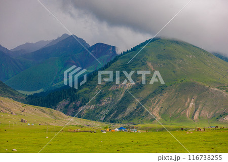 livestock Kyrgyz yurt camp under green mountains before summer rain 116738255