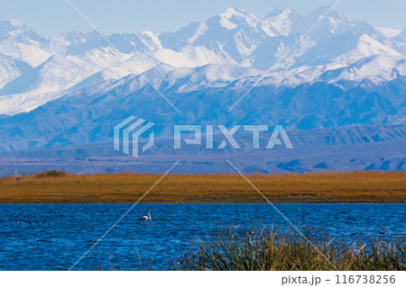 Pink flamingo in blue shallow water of Issyk-Kul lake with mountains on background at autumn afternoon Pink flamingo in blue shallow water of Issyk-Kul lake with mountains on background at autumn afternoon 116738256