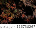 紅葉したモミジ 116738267