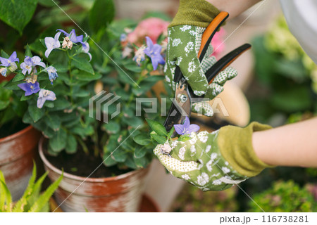 Woman in gardening gloves pruning flowers bush with secateurs outdoors, closeup. flower care Woman in gardening gloves pruning flowers bush with secateurs outdoors, closeup. flower care 116738281