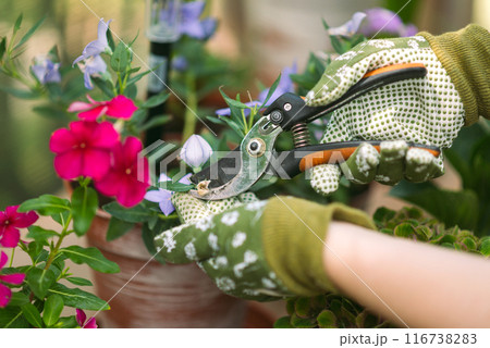 Woman in gardening gloves pruning flowers bush with secateurs outdoors, closeup. flower care 116738283