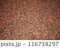 紅葉した葉 116738297