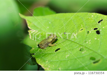 体長15ミリほど、少し尾の残るニホンアマガエルの子供（自然光＆ストロボ・マクロレンズ接写） 116738354