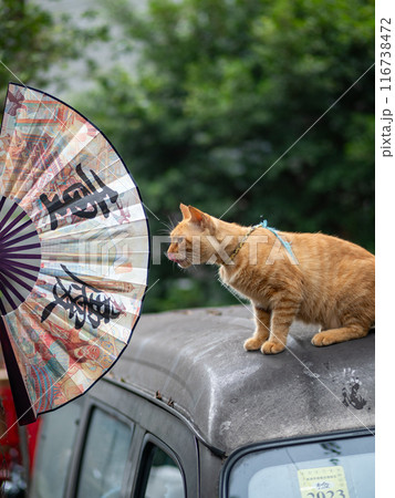Curious cat sitting on the van top, looking at a fan with printed Chinese "City of Chongqing" 116738472