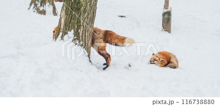 Cute fox on snow in winter season at Zao fox village, Miyagi prefecture, Japan. landmark and popular for tourists attraction near Sendai, Tohoku region, Japan. Travel and Vacation concept 116738880