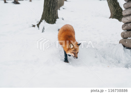 Cute fox on snow in winter season at Zao fox village, Miyagi prefecture, Japan. landmark and popular for tourists attraction near Sendai, Tohoku region, Japan. Travel and Vacation concept Cute fox on snow in winter season at Zao fox village, Miyagi prefecture, Japan. landmark and popular for tourists attraction near Sendai, Tohoku region, Japan. Travel and Vacation concept 116738886