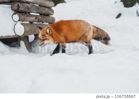 Cute fox on snow in winter season at Zao fox village, Miyagi prefecture, Japan. landmark and popular for tourists attraction near Sendai, Tohoku region, Japan. Travel and Vacation concept Cute fox on snow in winter season at Zao fox village, Miyagi prefecture, Japan. landmark and popular for tourists attraction near Sendai, Tohoku region, Japan. Travel and Vacation concept 116738887