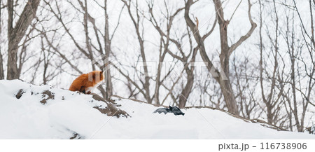 Cute fox on snow in winter season at Zao fox village, Miyagi prefecture, Japan. landmark and popular for tourists attraction near Sendai, Tohoku region, Japan. Travel and Vacation concept 116738906