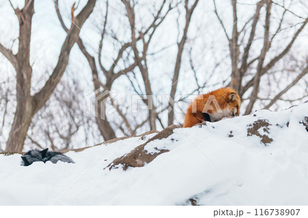 Cute fox on snow in winter season at Zao fox village, Miyagi prefecture, Japan. landmark and popular for tourists attraction near Sendai, Tohoku region, Japan. Travel and Vacation concept 116738907