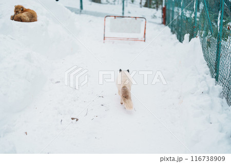 Cute fox on snow in winter season at Zao fox village, Miyagi prefecture, Japan. landmark and popular for tourists attraction near Sendai, Tohoku region, Japan. Travel and Vacation concept Cute fox on snow in winter season at Zao fox village, Miyagi prefecture, Japan. landmark and popular for tourists attraction near Sendai, Tohoku region, Japan. Travel and Vacation concept 116738909