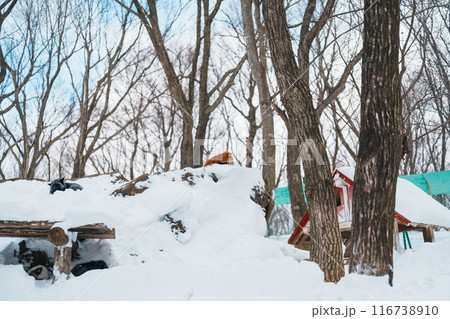Cute fox on snow in winter season at Zao fox village, Miyagi prefecture, Japan. landmark and popular for tourists attraction near Sendai, Tohoku region, Japan. Travel and Vacation concept 116738910