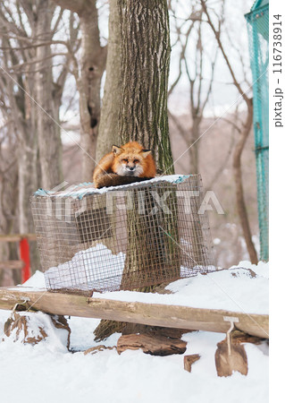 Cute fox on snow in winter season at Zao fox village, Miyagi prefecture, Japan. landmark and popular for tourists attraction near Sendai, Tohoku region, Japan. Travel and Vacation concept 116738914