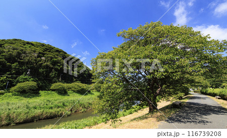 田舎の長閑な風景 116739208
