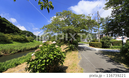 田舎の長閑な風景 田舎の長閑な風景 116739221