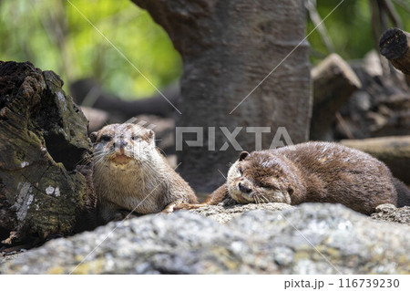 起きているコツメカワウソと寝ているコツメカワウソ 起きているコツメカワウソと寝ているコツメカワウソ 116739230