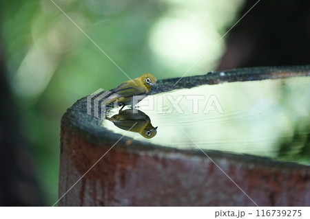 周りの様子が気になるメジロ 116739275