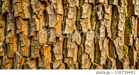 Close-Up of Tree Bark Texture with Moss. Side view. 116739481