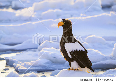 白い息を吐くオオワシ 116739623