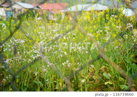 Mustard Cultivation behind the net in Sillery Gaon, a offbeat destination in Kalimpong 116739660