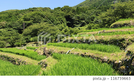 実りの秋を迎えた田園風景 116739663