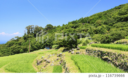 実りの秋を迎えた田園風景 116739666