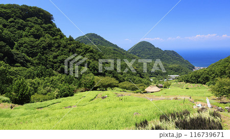 実りの秋を迎えた田園風景 実りの秋を迎えた田園風景 116739671
