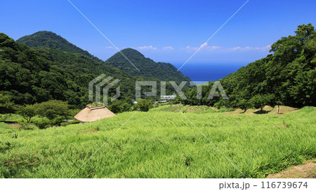 実りの秋を迎えた田園風景 116739674