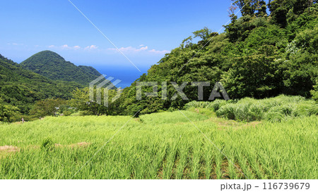 実りの秋を迎えた田園風景 実りの秋を迎えた田園風景 116739679