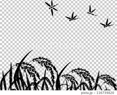 蜻蜓和稻穗的剪影背景 116739820
