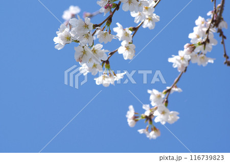 開花した桜と快晴の春空 開花した桜と快晴の春空 116739823