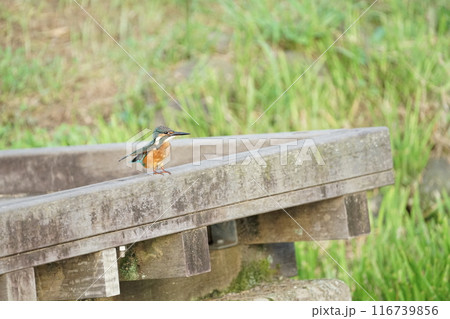 勢いをつけるカワセミ 116739856
