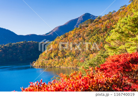 （山梨県）本栖湖・湖畔の紅葉 116740019