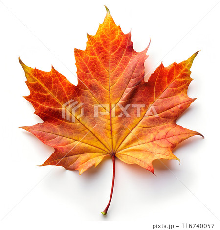 Single Autumn Maple leaf on white background. Top view. 116740057