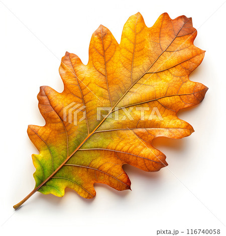 Single Autumn Oak leaf on white background. Top view. 116740058