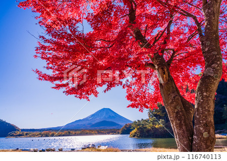 【山梨県】真っ赤の紅葉した精進湖畔のモミジと富士山 【山梨県】真っ赤の紅葉した精進湖畔のモミジと富士山 116740113