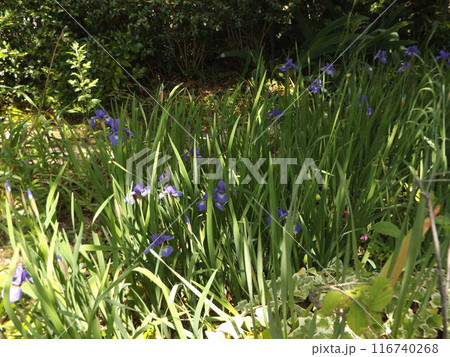 ジャーマンアイリスより小ぶりなアヤメの花 ジャーマンアイリスより小ぶりなアヤメの花 116740268