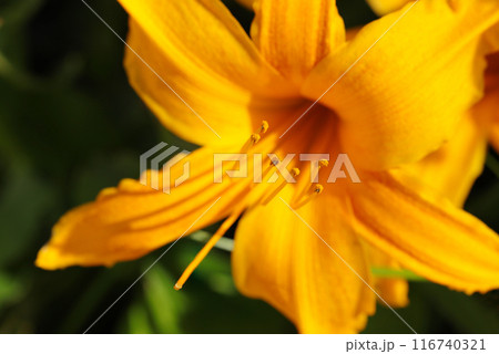 鮮やかなオレンジゴールド色のオオゼンテイカの花（自然光マクロ接写） 116740321