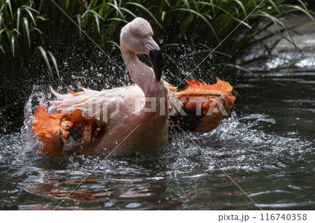 水浴びをするフラミンゴ 116740358