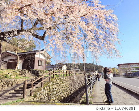 大分県日田市の樹齢200余年の大原しだれ桜を観賞する親子 116740881