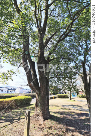 大分県日田市の鏡坂公園にある記念樹のクスノキ 116740911
