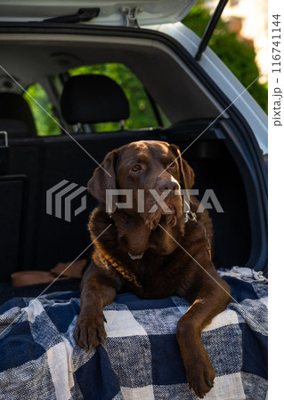 Big dog lying on a plaid in a car trunk 116741144