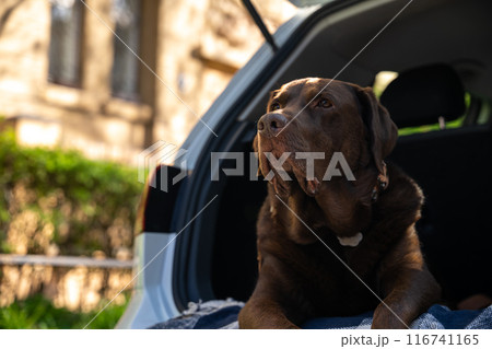 Big dog lying on a plaid in a car trunk Big dog lying on a plaid in a car trunk 116741165