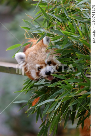 笹の葉の陰から顔を出したレッサーパンダ 笹の葉の陰から顔を出したレッサーパンダ 116741179