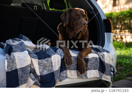 Big dog lying on a plaid in a car trunk 116741183